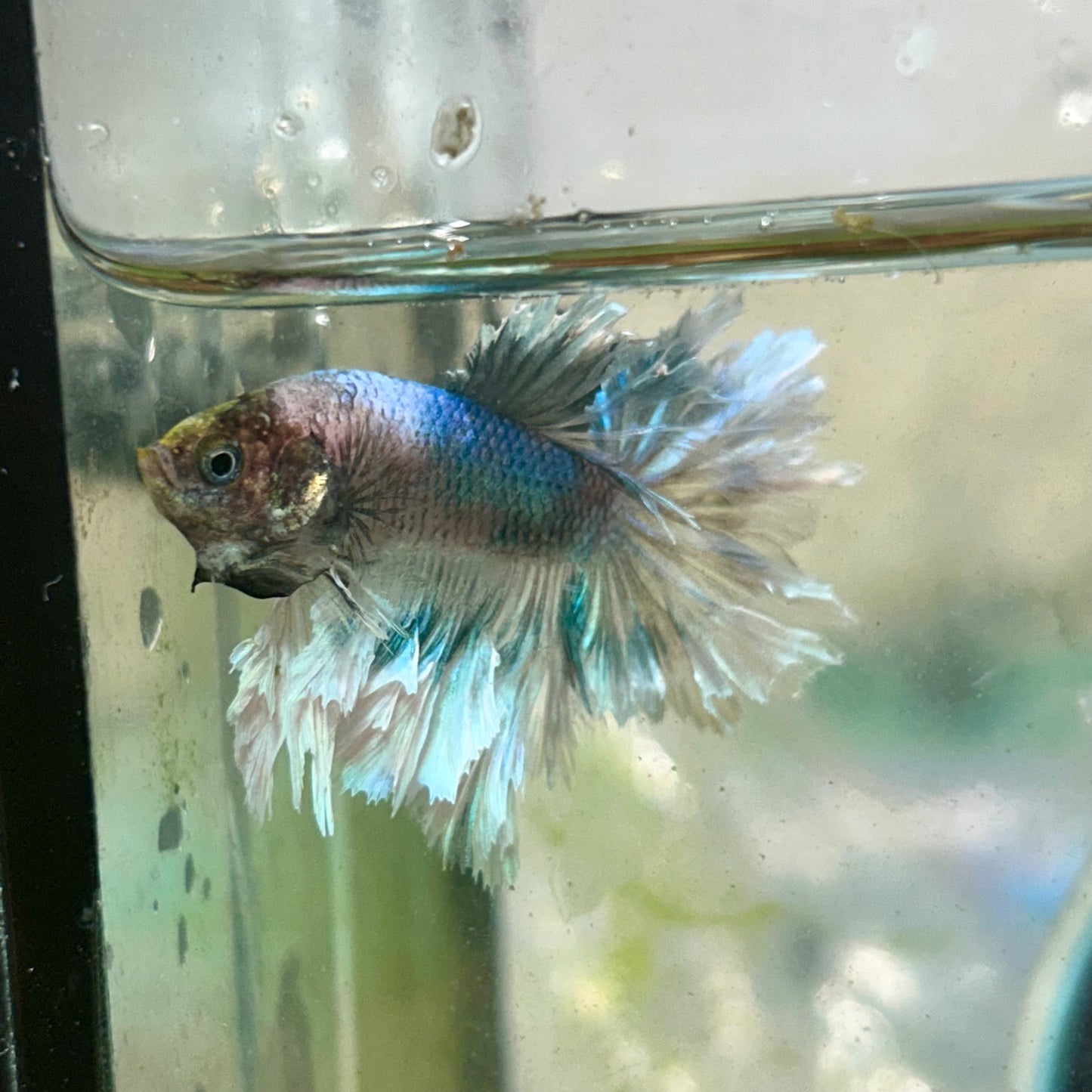 Blue Butterfly Feather Tail- Male Betta 197 (nipped fin)