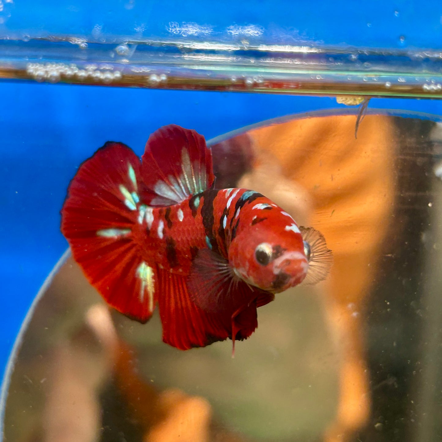 Koi Red Tiger Plakat - Male Betta 044