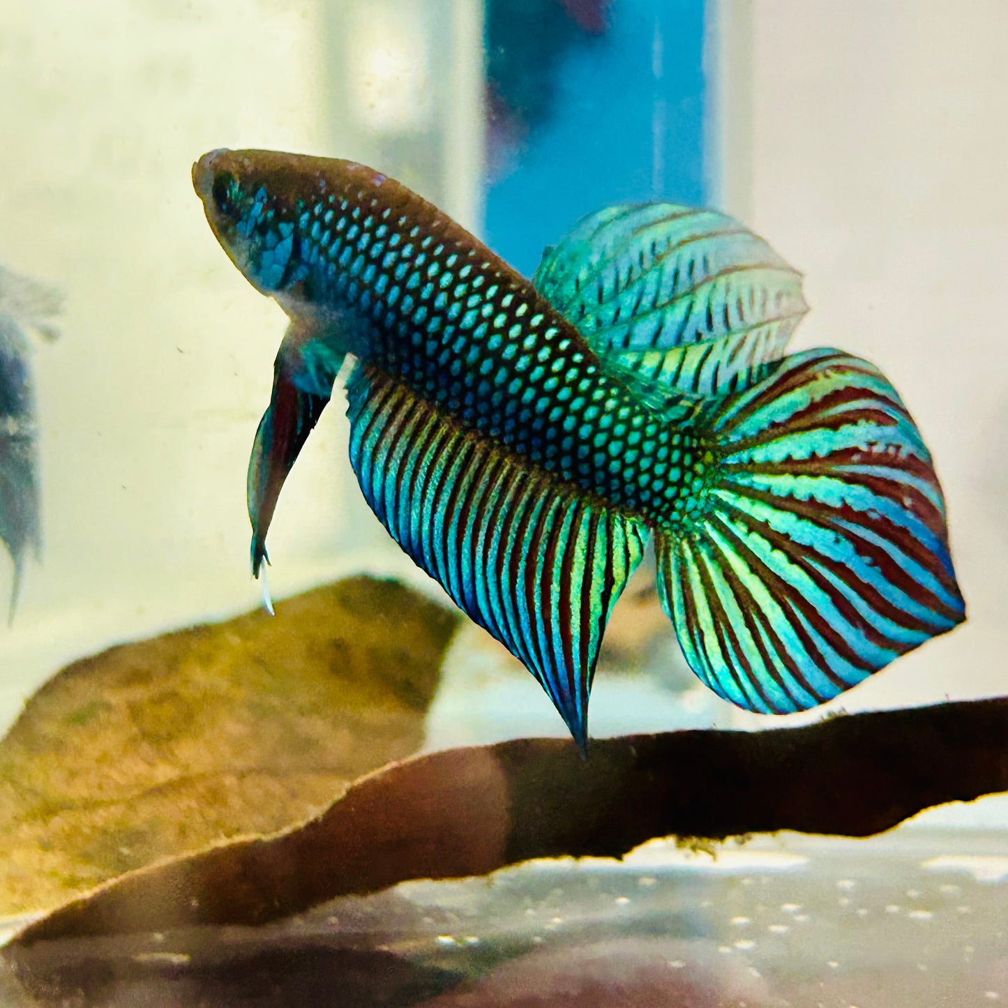 Wild Mahachai Green Male Betta Fish #079