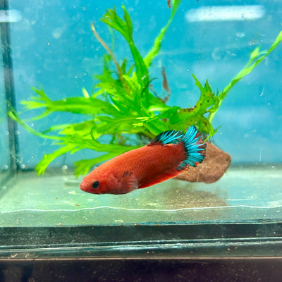 Betta Female Plakat Red Fancy Blue Tail #103