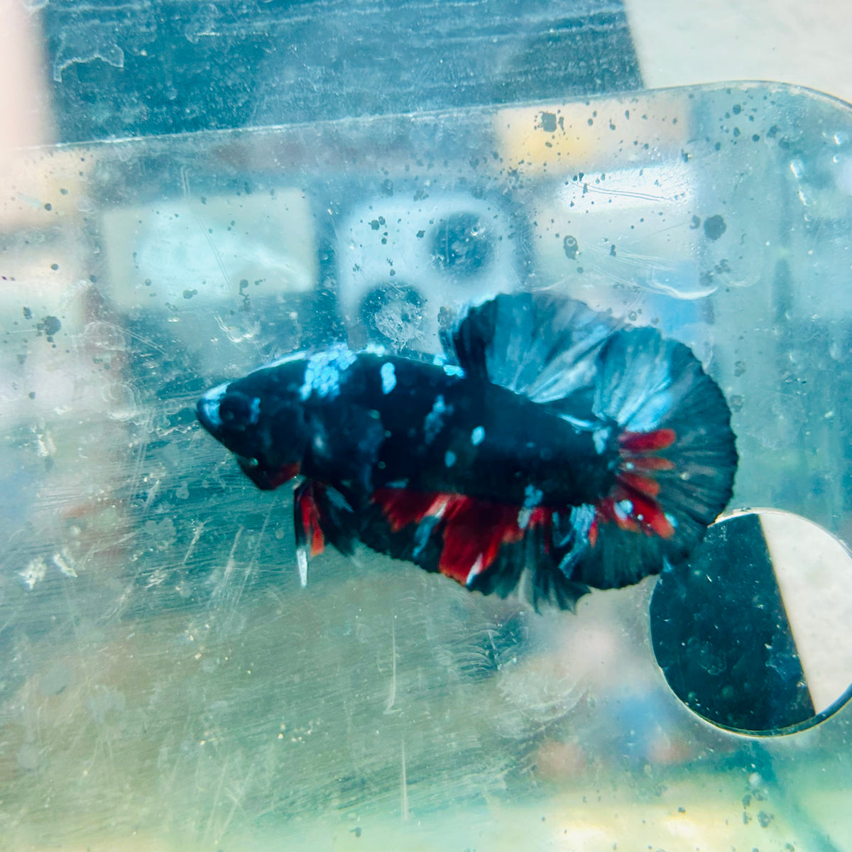 Plakat Avatar Nebula Male Betta #Au29
