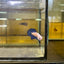 Blue Rim Plakat - Male betta 169 Competition Grade