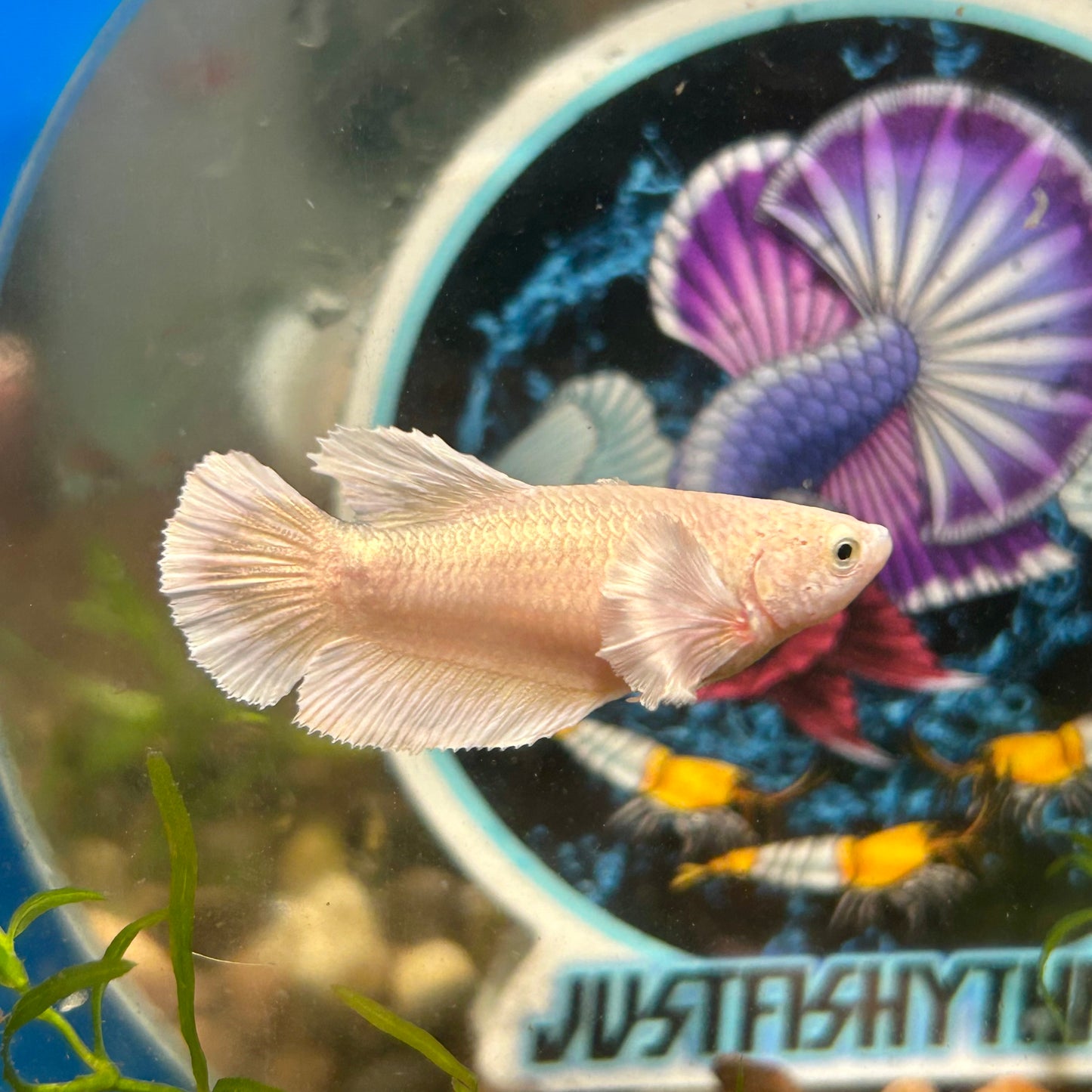 Dumbo Gold Plakat - Female Betta 047