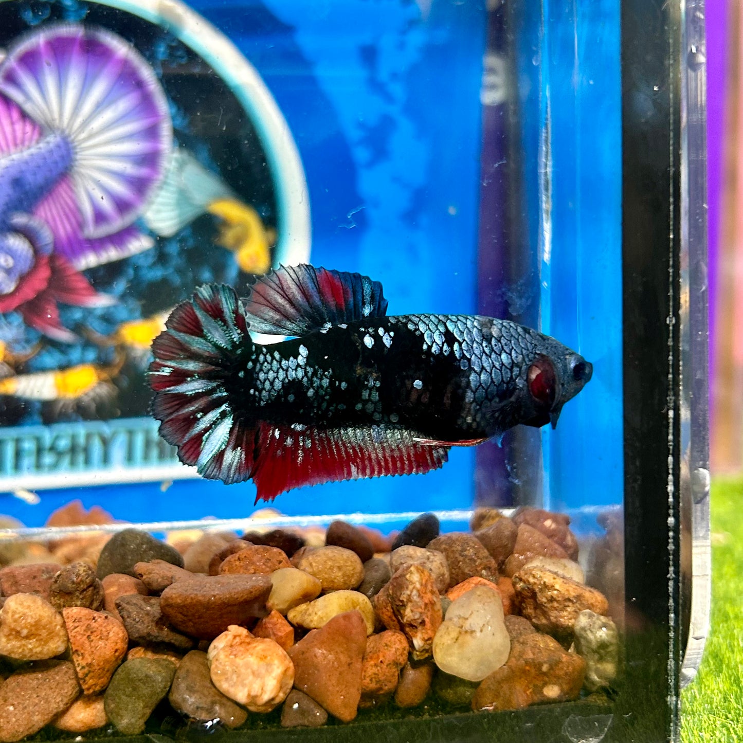 Avarta  Plakat - Female Betta 119