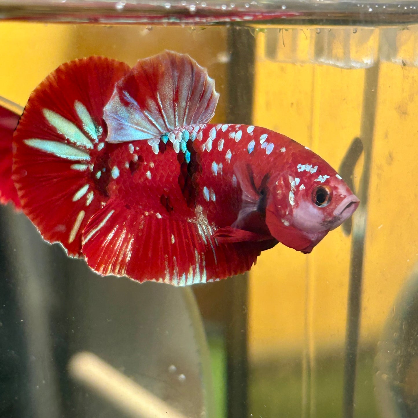 Koi Red Galaxy Gold Plakat - Male Betta 068