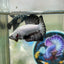 Black Dragon Plakat - Male betta 097