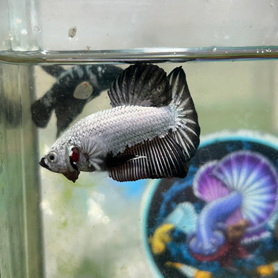 Black Dragon Plakat - Male betta 097