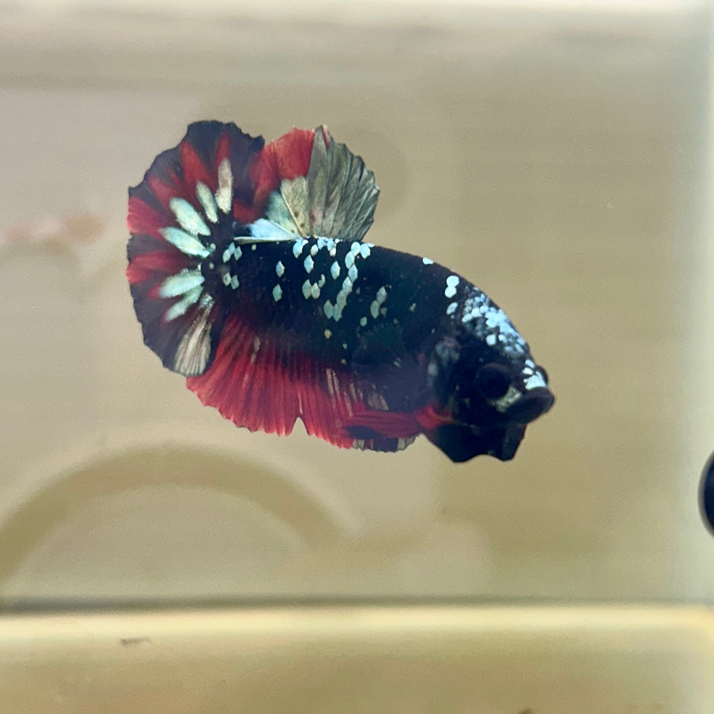 Vampire Copper Avarta Plakat - Male Betta 030