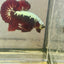 Blood Samurai Plakat - Male betta 009