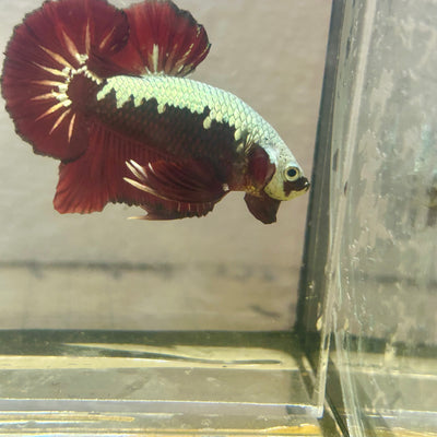 Blood Samurai Plakat - Male betta 009