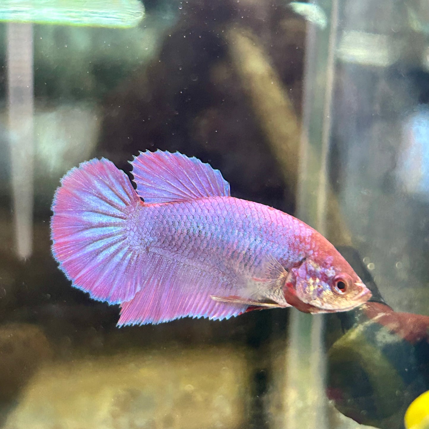 Purple Pink Halfmoon - Female Betta 187