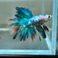 Multicolor Koi Halfmoon - Male Betta 114