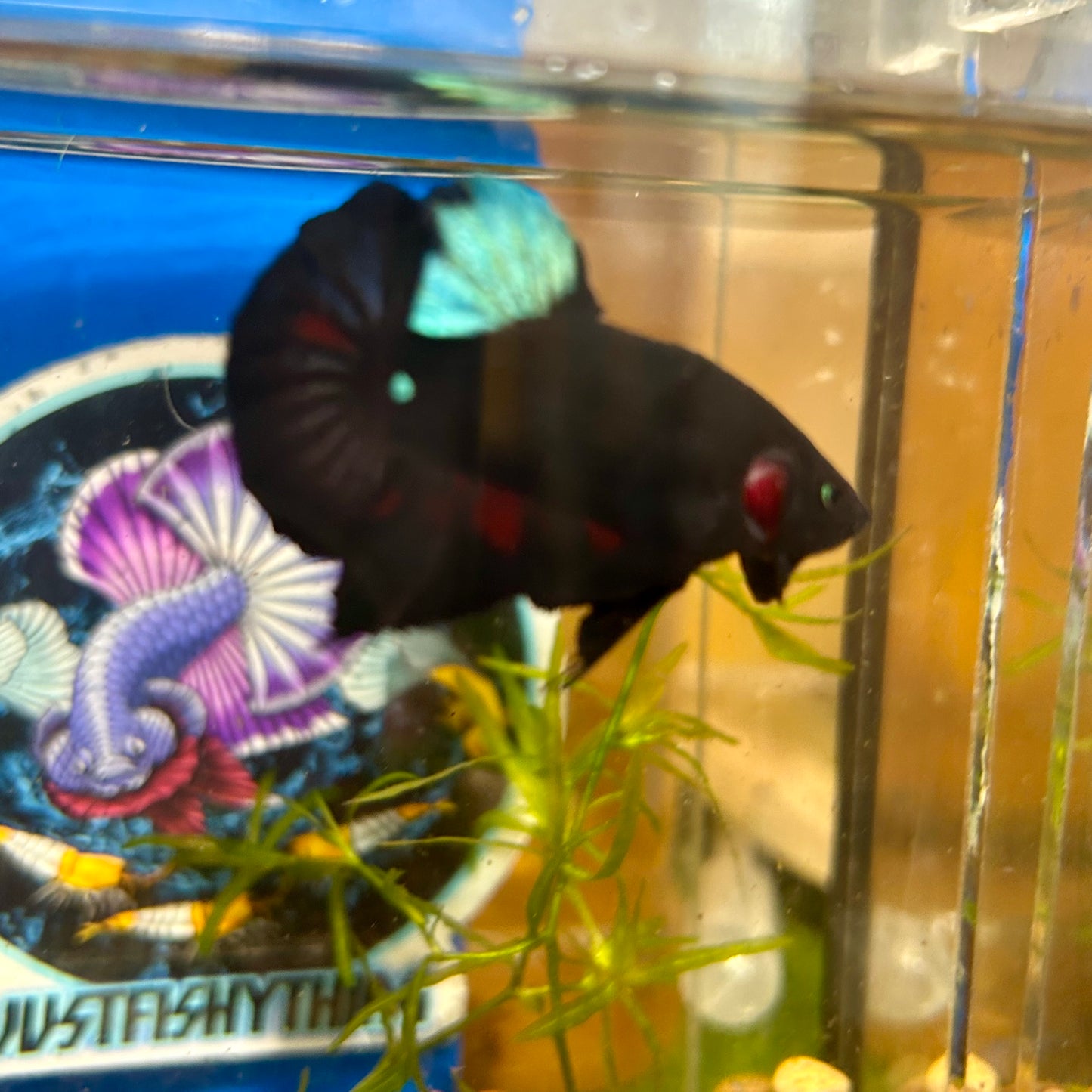 Blacklight Avarta Plakat - Male Betta 052