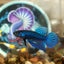 Blue Mahachai Wild - Male Betta 020