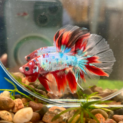 Koi Red Halfmoon - Male Betta 004