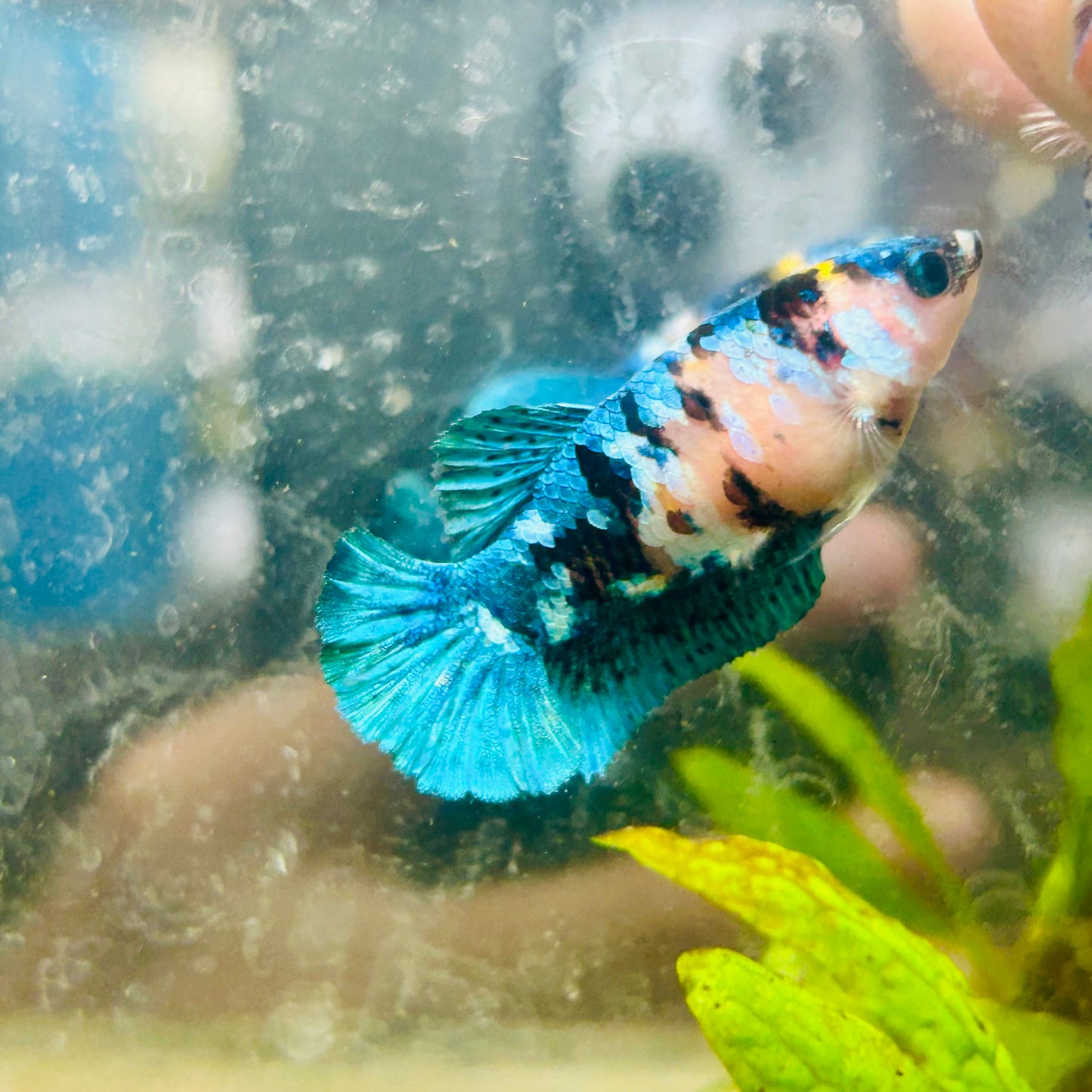 Betta Female Plakat Black Yellow Koi #029
