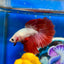 Red Dragon Halfmoon - Male Betta 021