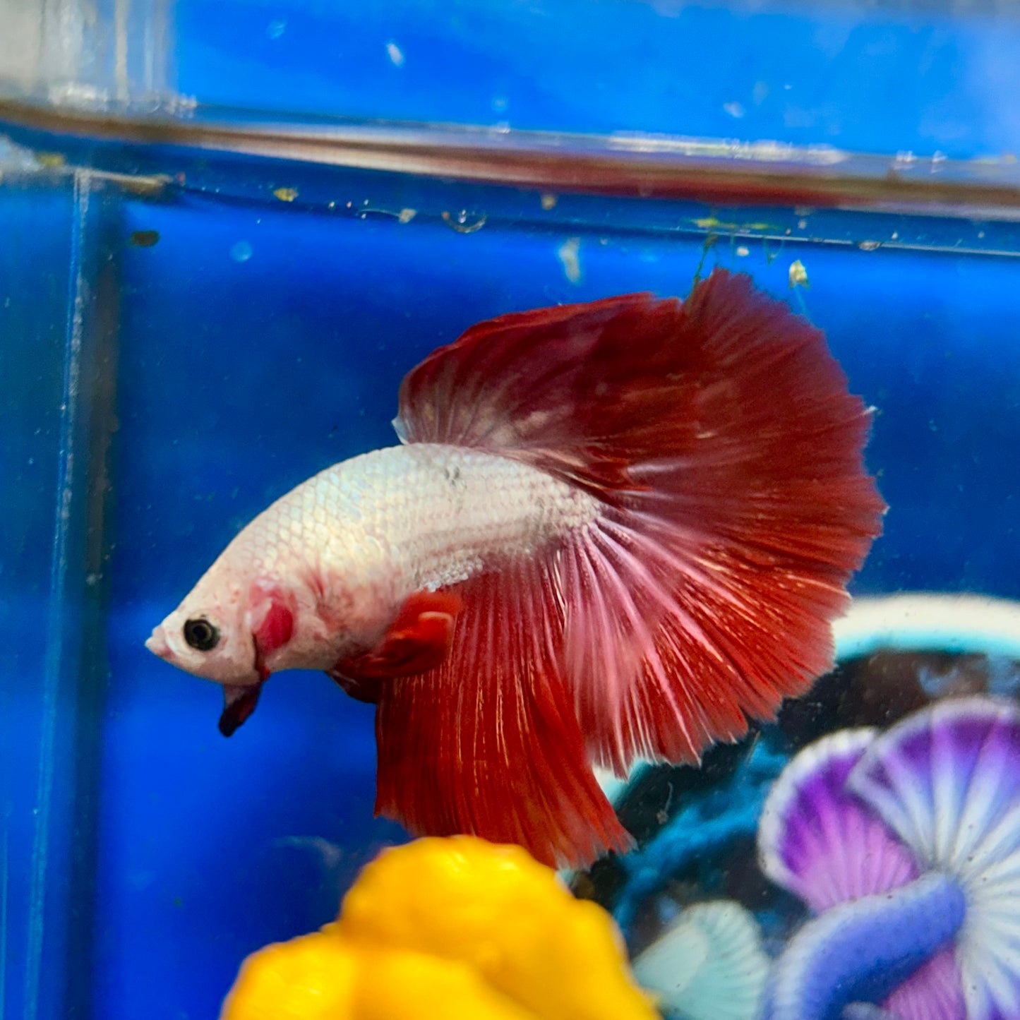 Red Dragon Halfmoon - Male Betta 021