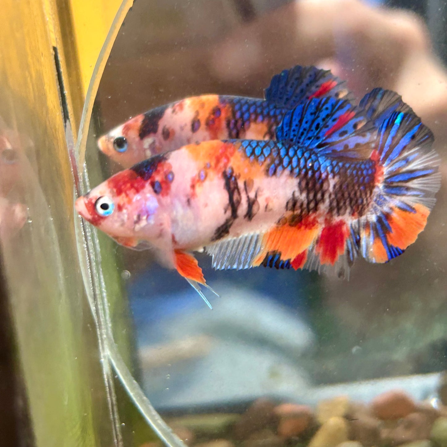 Multicolor Koi Plakat - Female betta 080 Breeder Grade