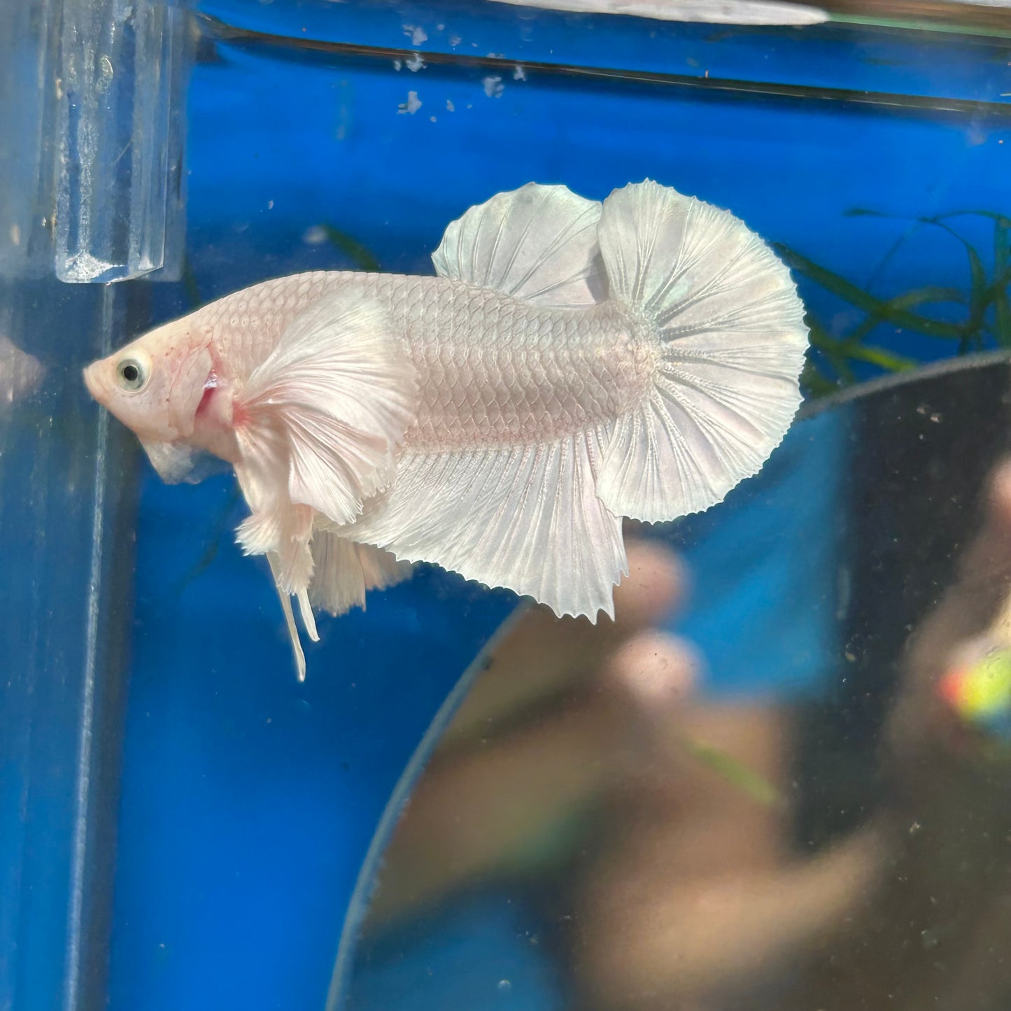 Dumbo White Platinum Plakat - Male Betta 069 Breeder Grade