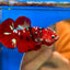 Koi Red Tiger Plakat - Male Betta 044