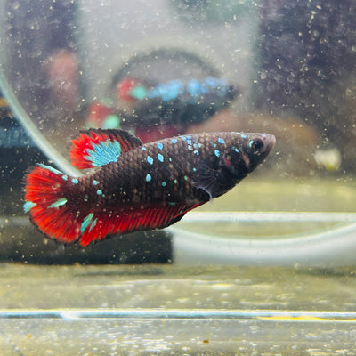 Avarta Vampire Plakat - Female betta 088