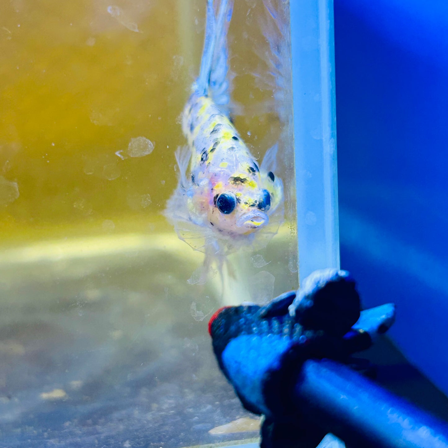 Betta Male Crowntail Yellow Koi #053