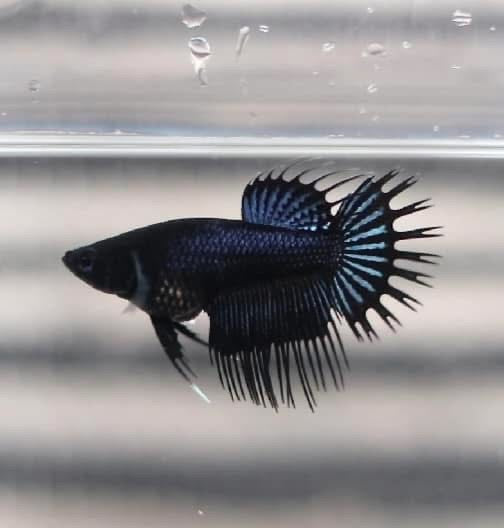 Black Orchid King Crowntail - Cá Betta cái