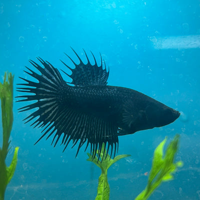Betta Female Crowntail Black Orchid King #165