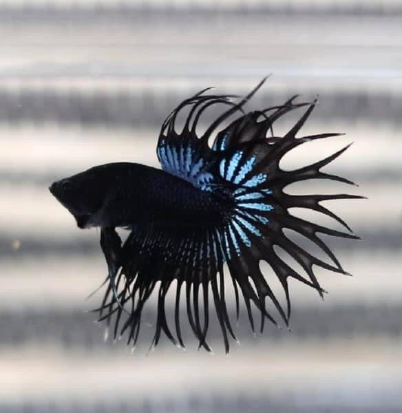 Black Orchid King Crowntail - Cá Betta cái