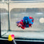 Plakat Red Koi Candy Male Betta #036