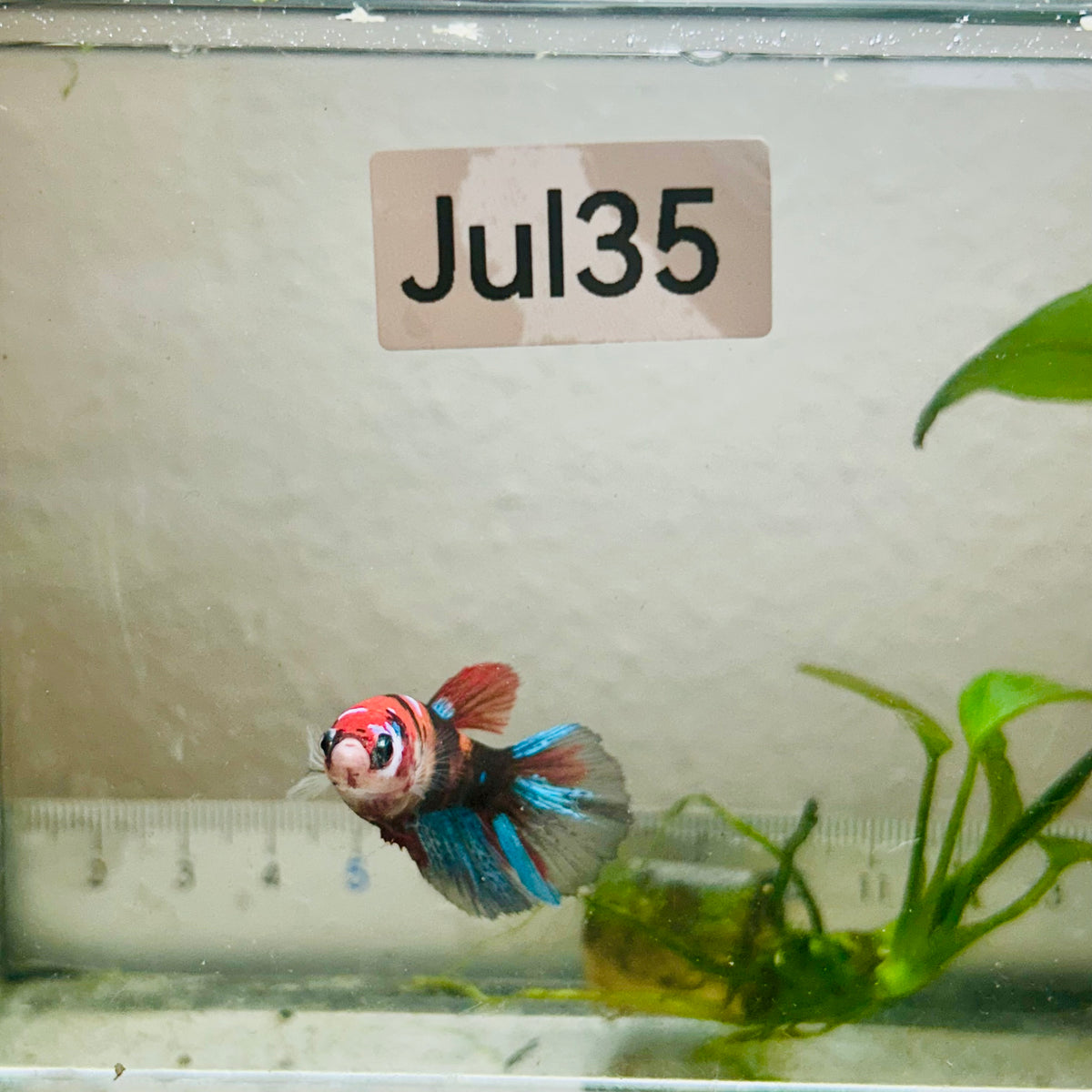 Halfmoon Koi Red Female Betta #Jul35