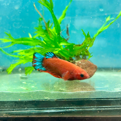 Betta Female Plakat Red Fancy Blue Tail #103