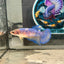 Giant Yellow Blue Plakat - Female Betta 041 BO 4.5cm