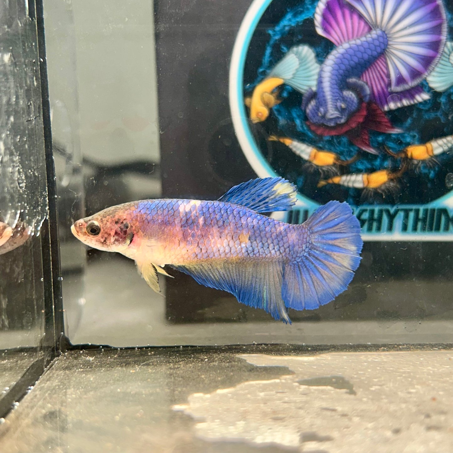 Giant Yellow Blue Plakat - Female Betta 041 BO 4.5cm