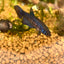 Blue Wild Mahachai - Female Betta A01