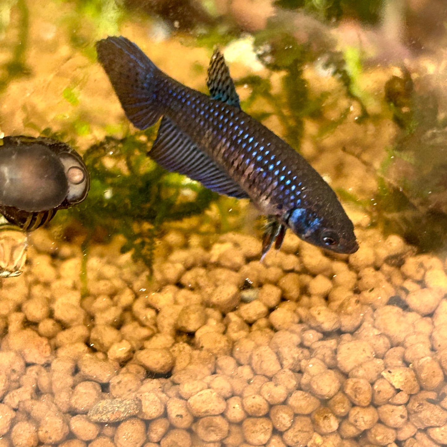 Blue Wild Mahachai - Female Betta A01