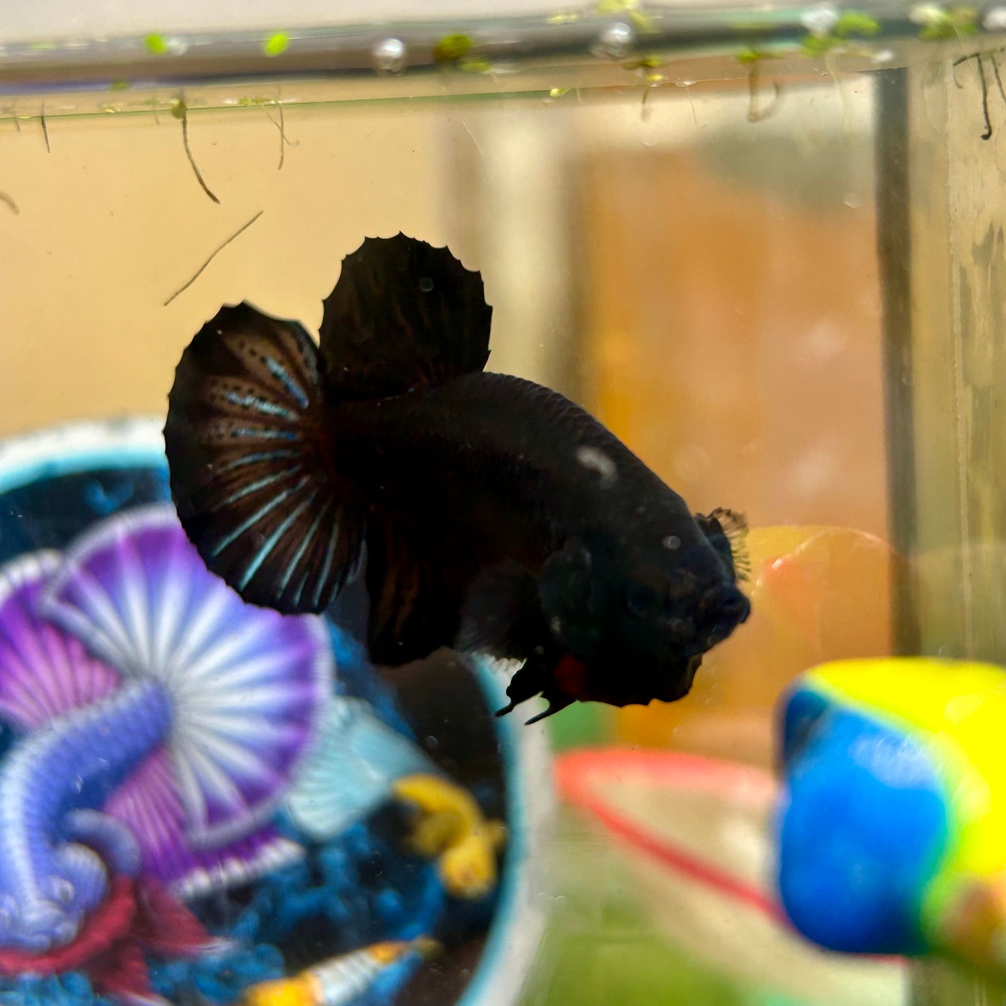 Super Black Plakat - Male betta 028