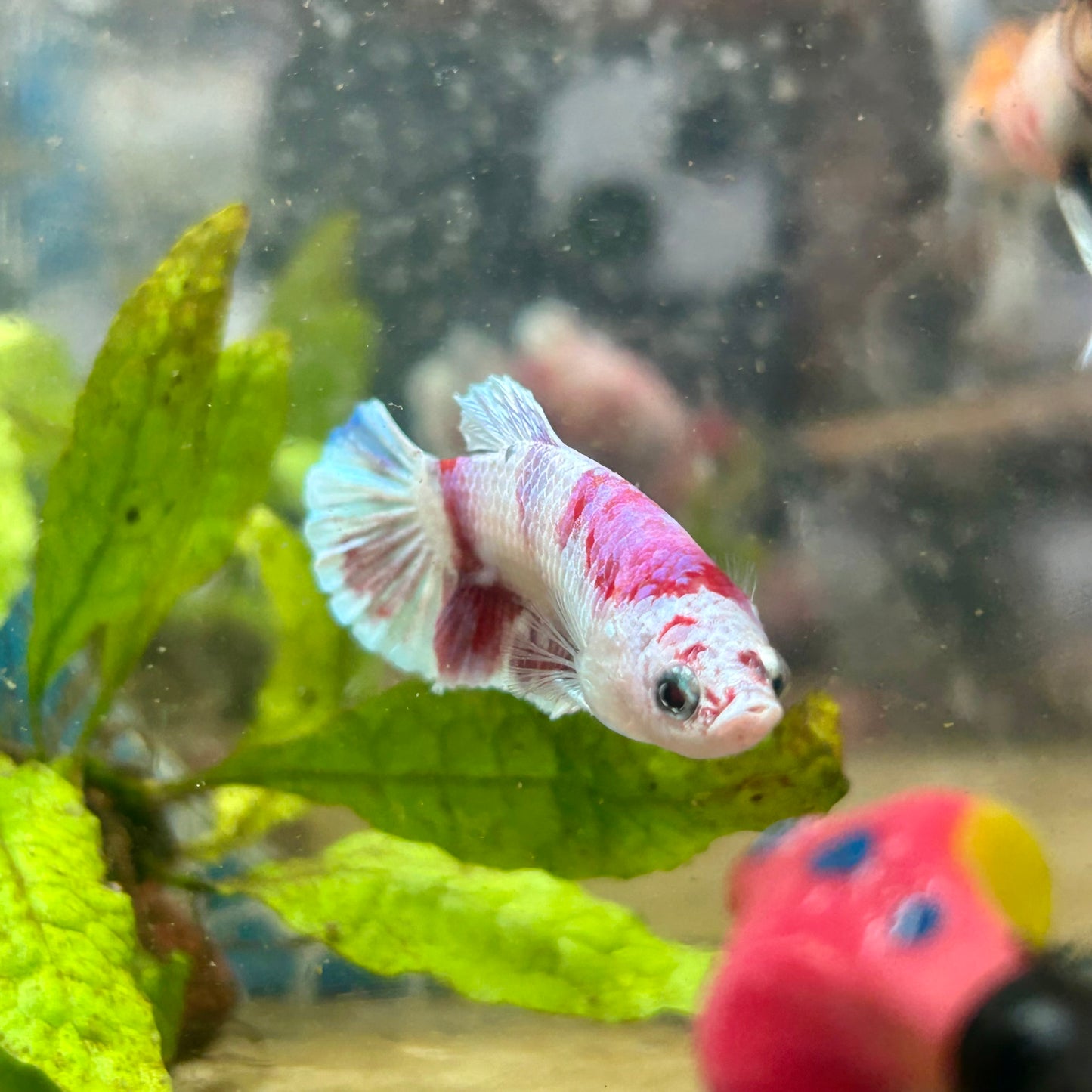 Plakat Red Koi Snow Female Betta #192