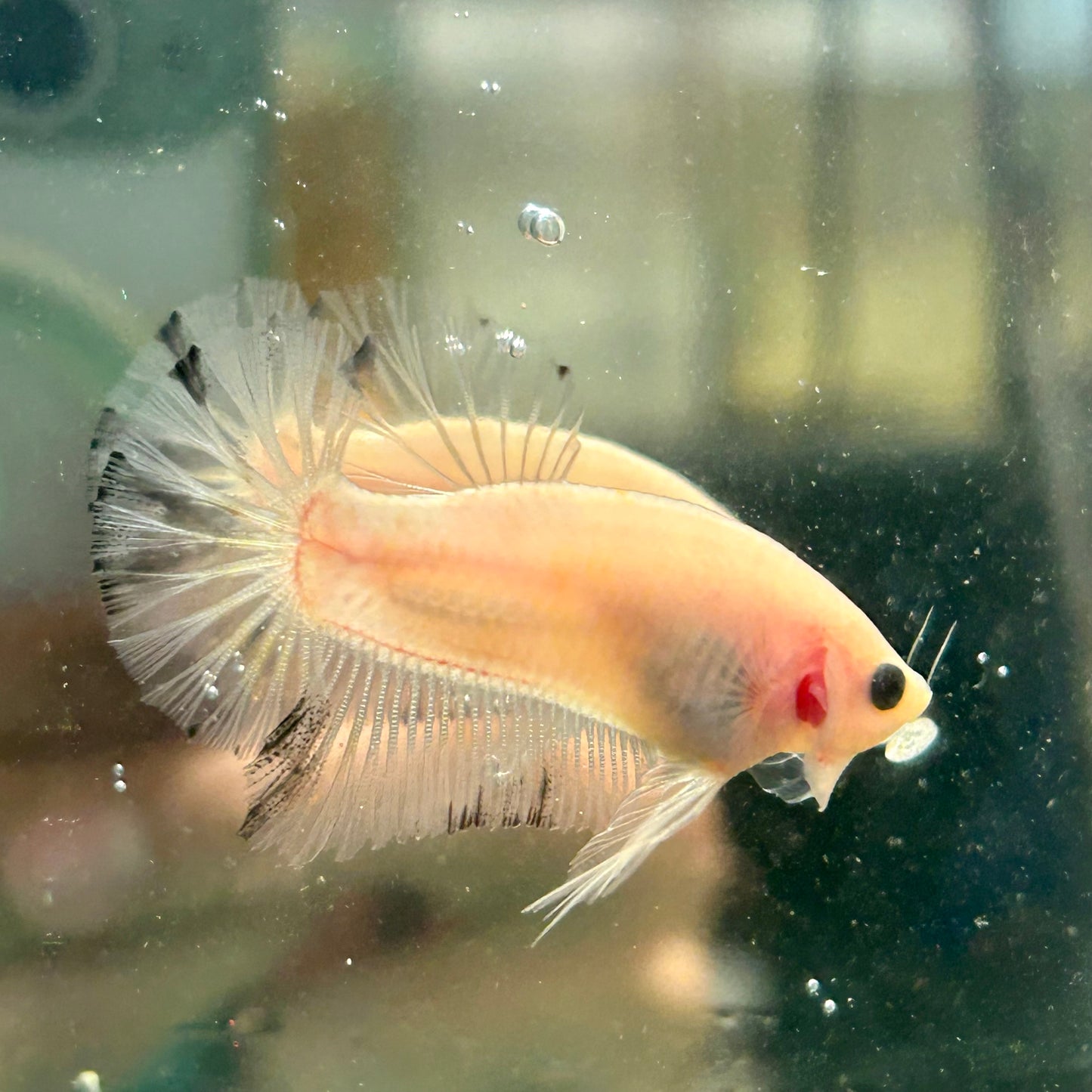 Ghost Plakat - Male Betta 056 - Homebred