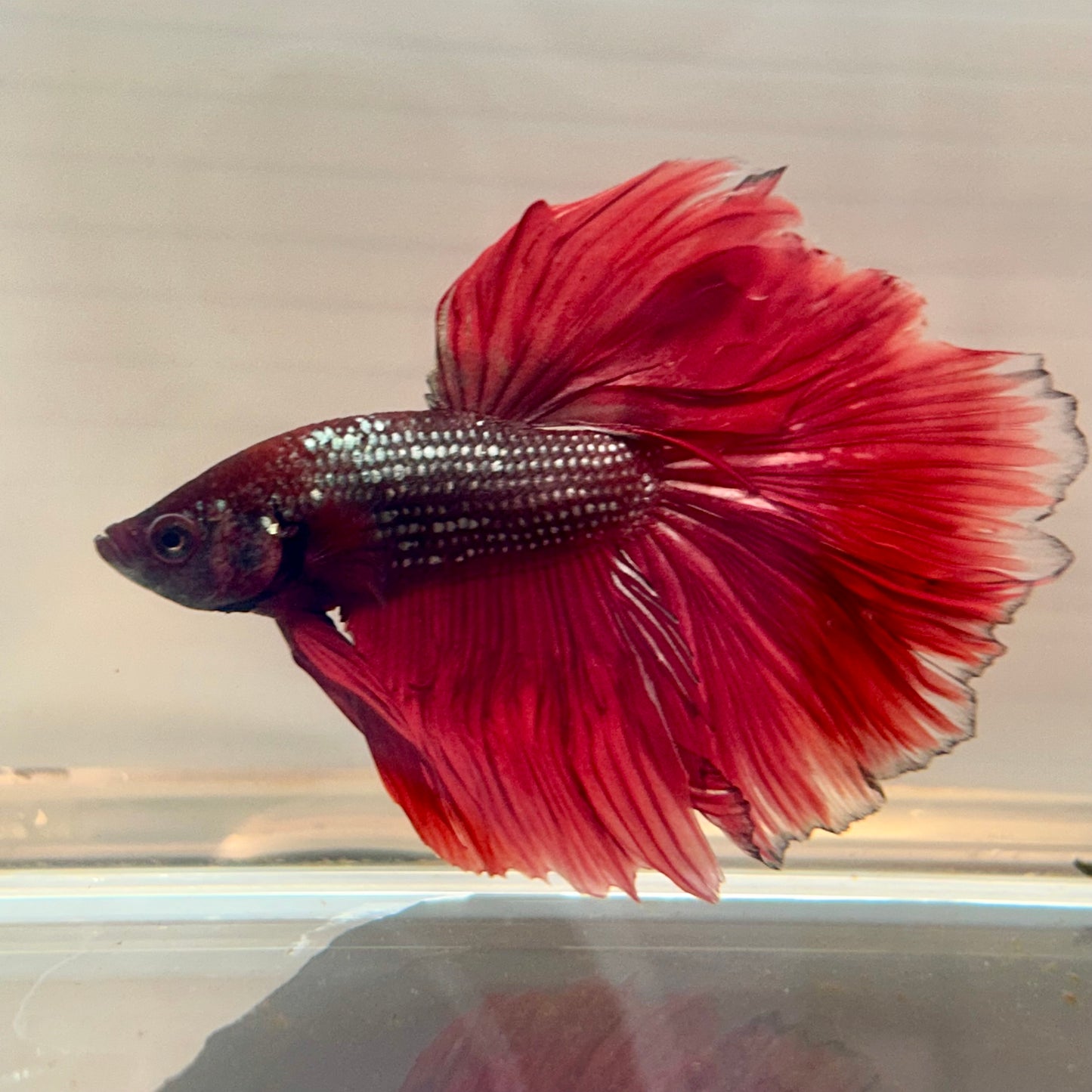 Red Copper Halfmoon - Male Betta 191