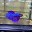Purple Pink Halfmoon - Male Betta 029