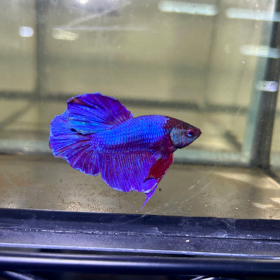 Purple Pink Halfmoon - Male Betta 029