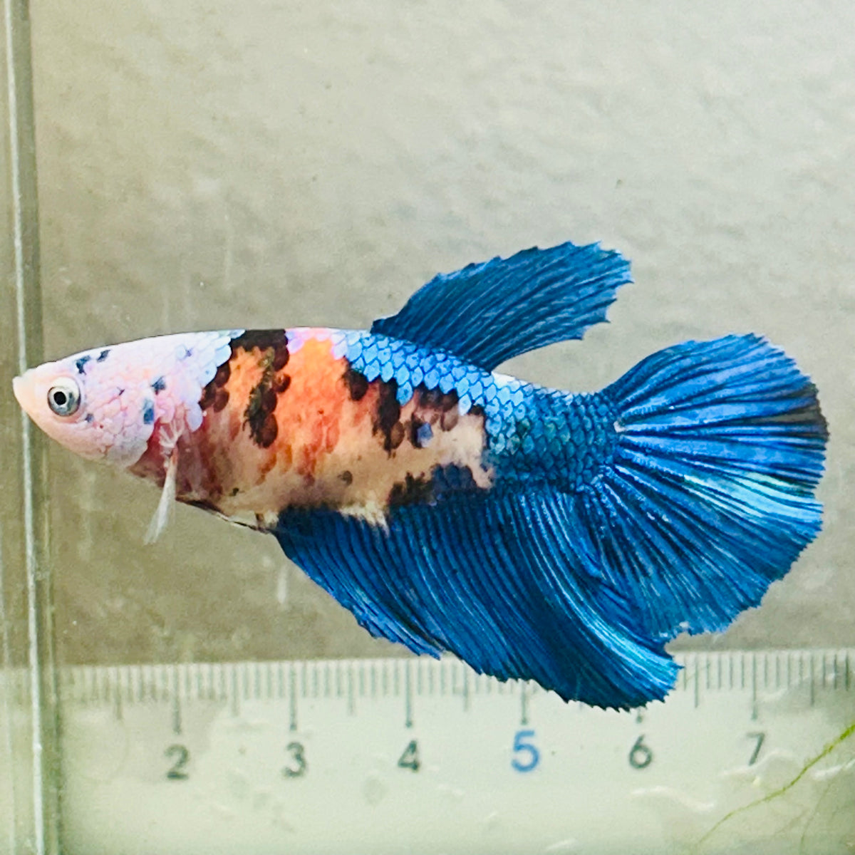 Halfmoon white Masked Candy Female Betta #Jul48
