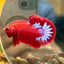 Red Fancy Hellboy Plakat - Male Betta 069