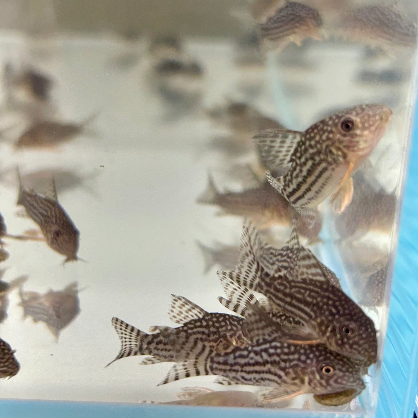 Sterbai Corydoras