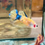 Giant Yellow Koi Plakat - Male Betta BO 5cm 014