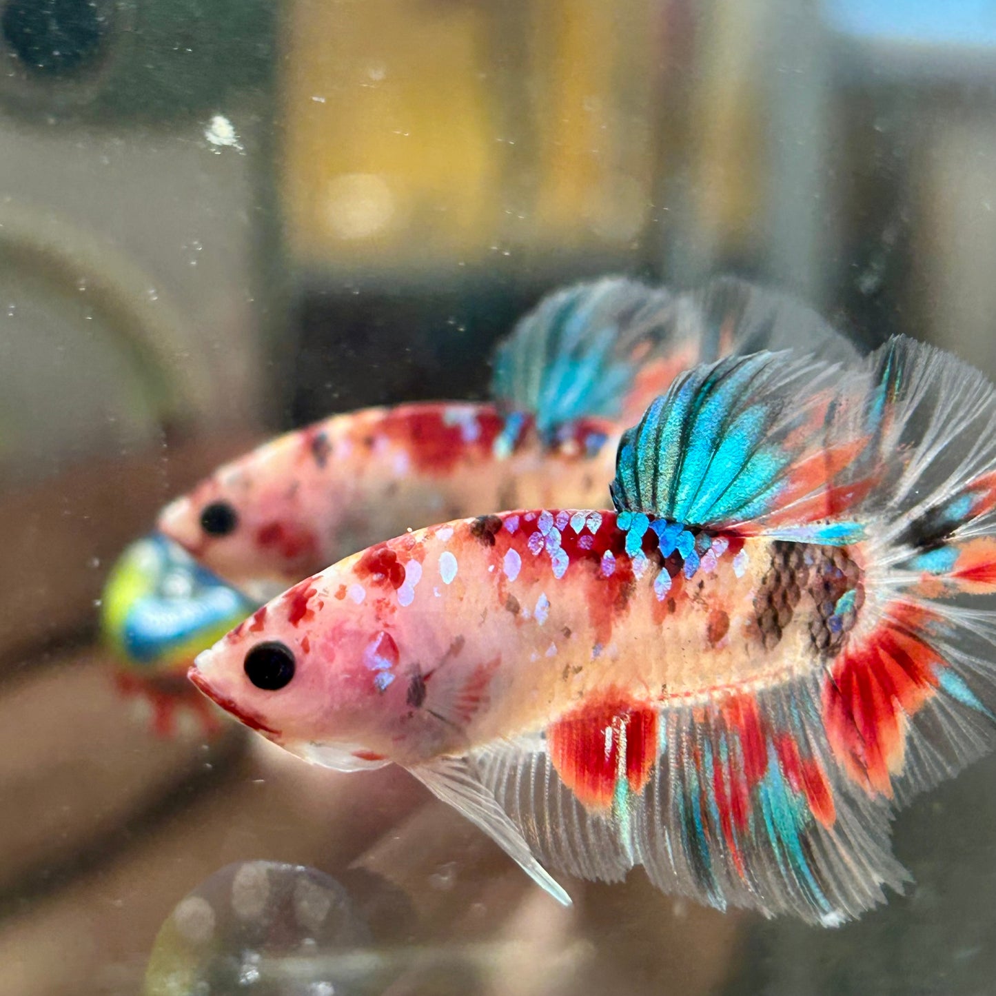 Multicolor Koi Galaxy Plakat - 100