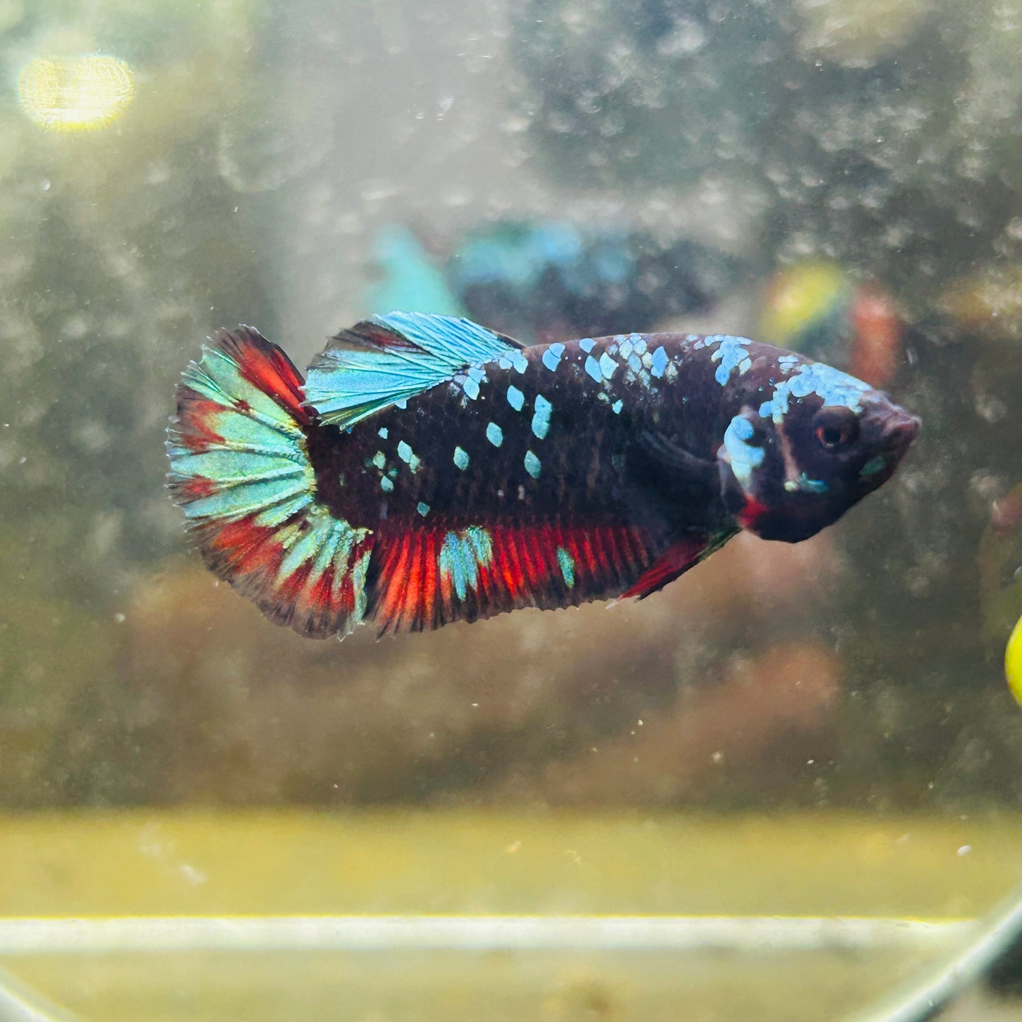 Avarta Nebula Plakat - Female betta 005