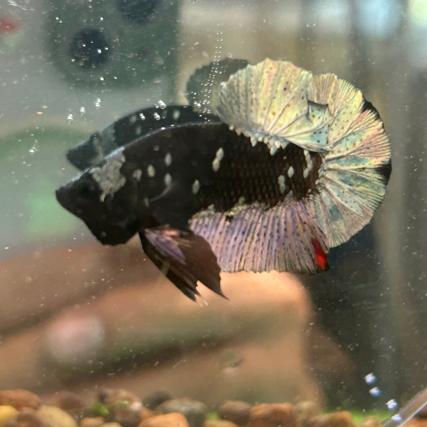 Avarta Copper Plakat - Male Betta 035